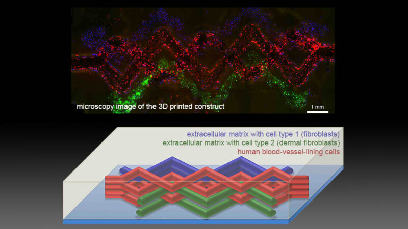 Engineers 3D Print Living Tissues with Blood Vessels
