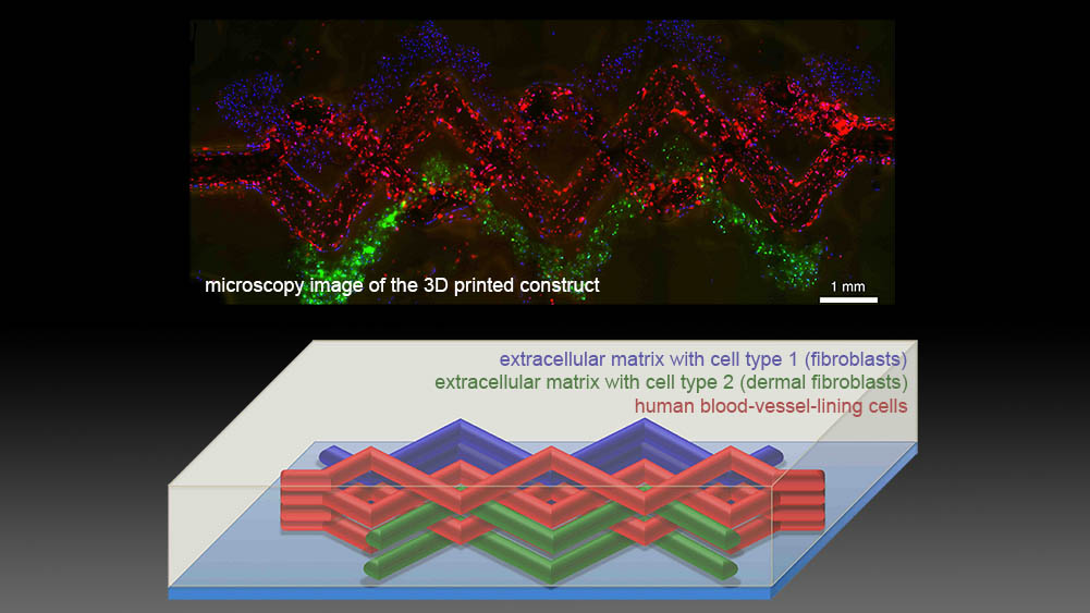 Geekswip_3D_Bio-Printing_Res_1