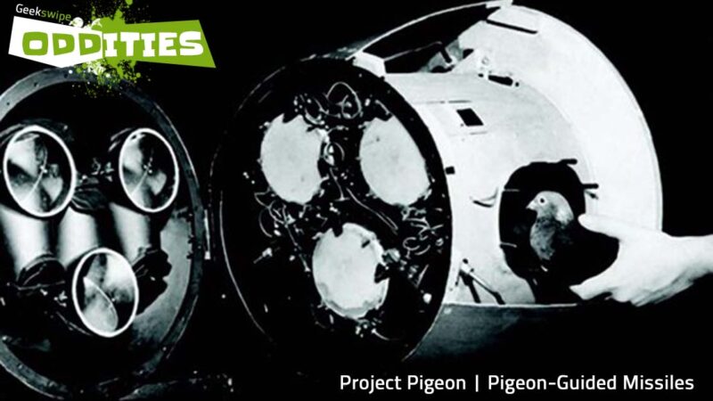 Oddities: Pigeon-Guided Missiles