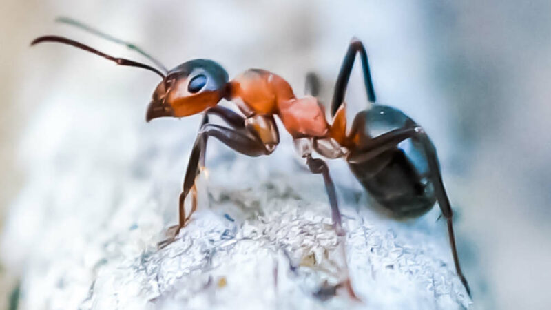 Why Don’t Ants Get Hurt When They Fall from Heights?