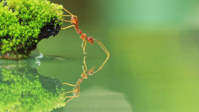 How Ants Can Help Us Beat Cancer?