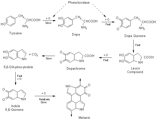 Melanin formation from tyrosine during enzymatic browning.