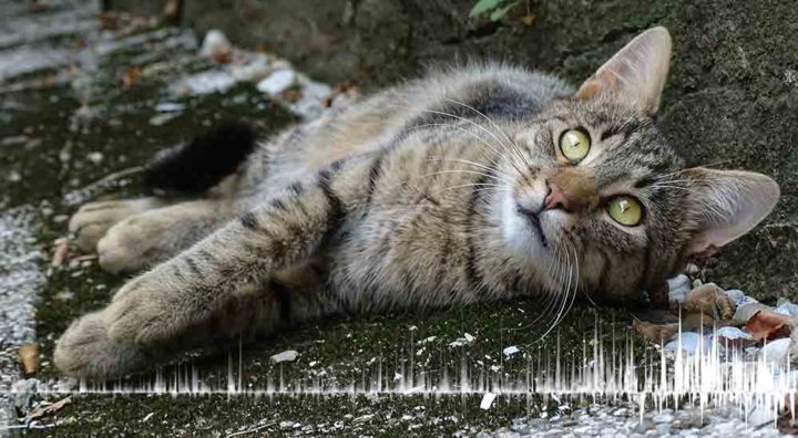 A cat listening to a sound