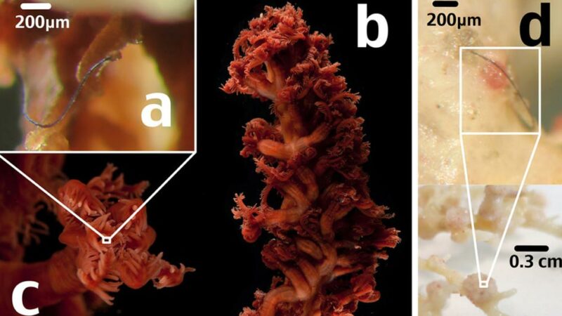 Deep-Sea Organisms Are Affected by Plastics Too