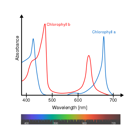 The absorption spectra of chlorophyll shown as a graph.