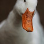 elipeck