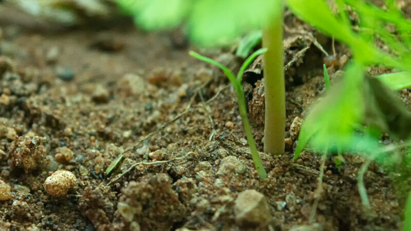 Can You Mine Metals with Plants?