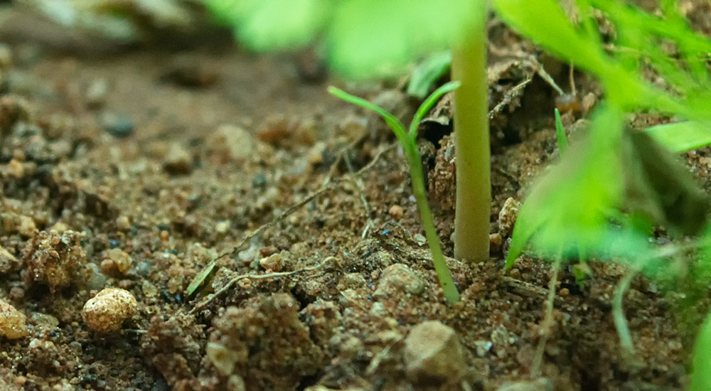 A plant growing out of soil.